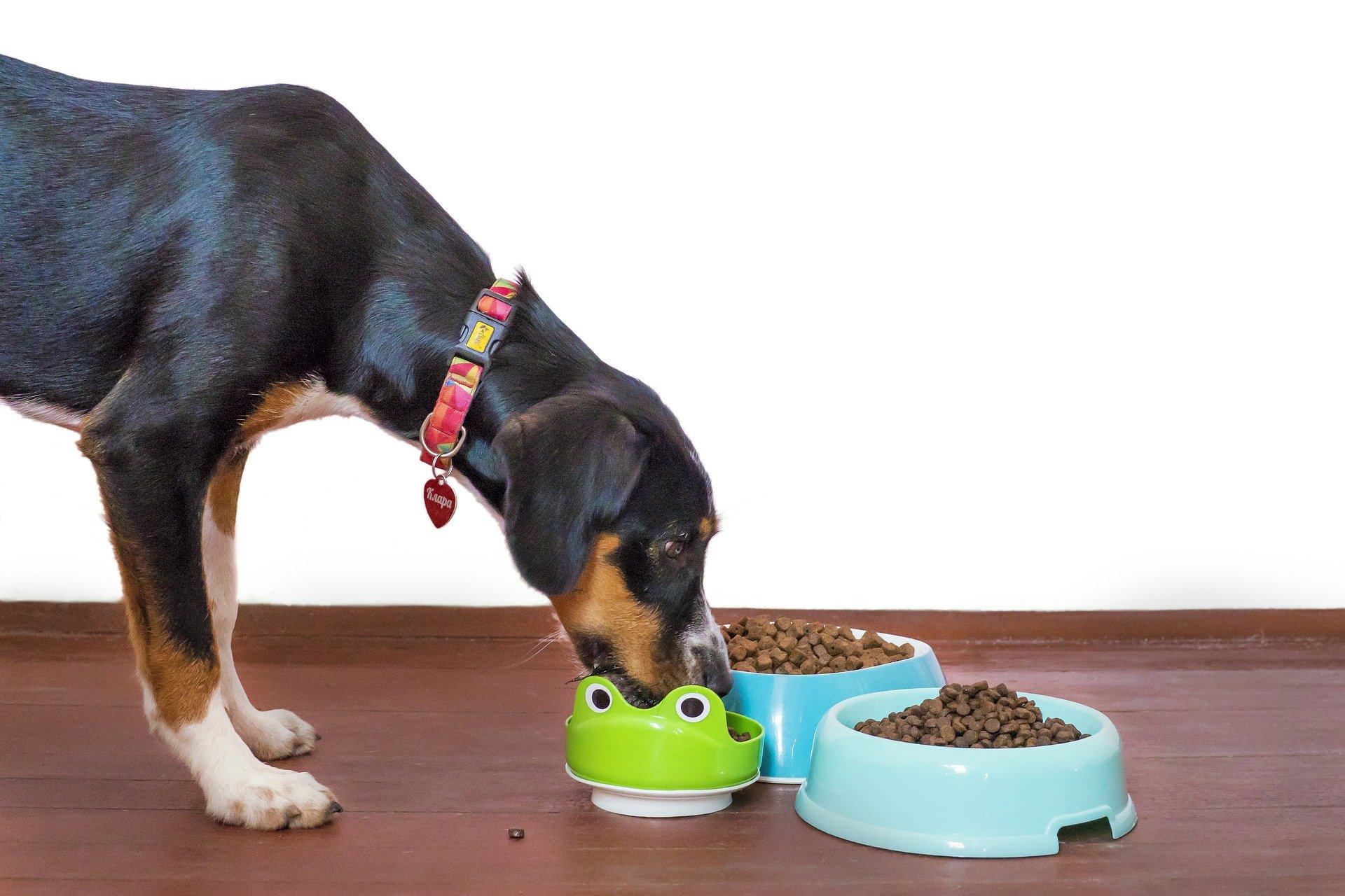 Best dog food delivery services | Popular Science