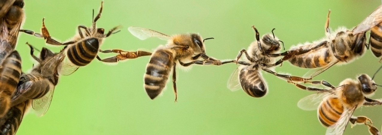 The almond milk craze could be bad news for bees