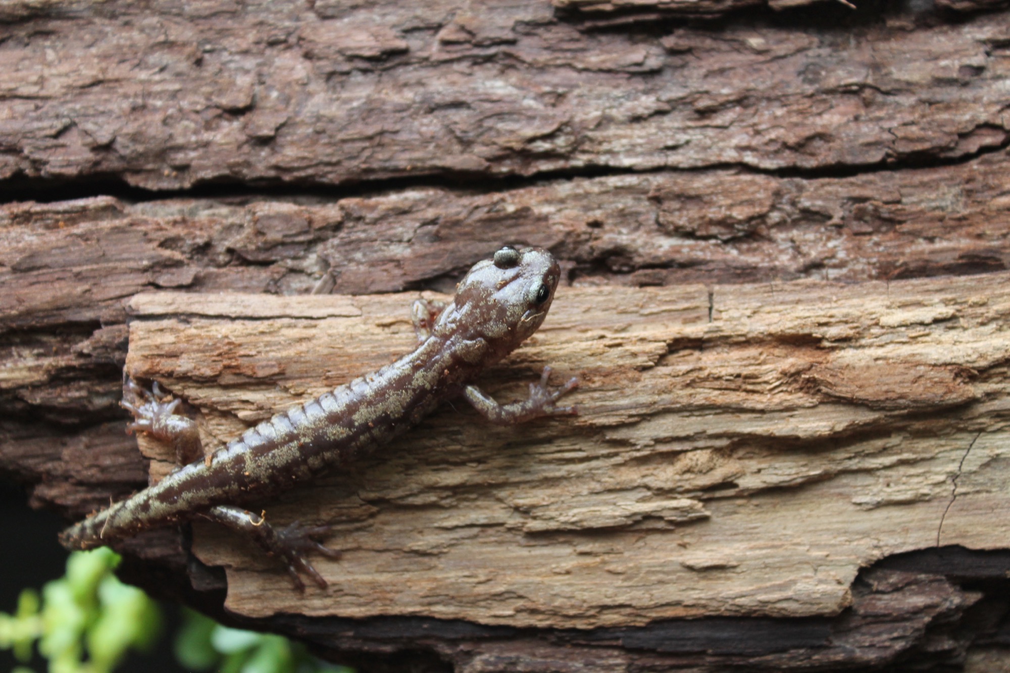 a small brown salamander on a log