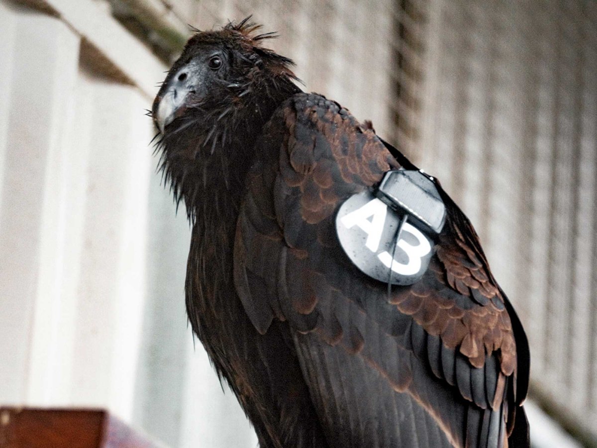 How the Yurok Tribe is bringing condors back | Popular Science