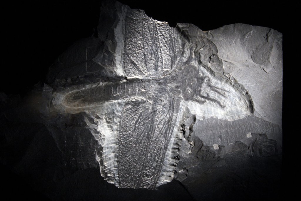 First Flyhing Insects The fossil evidence on insect evolution and wings | Popular Science