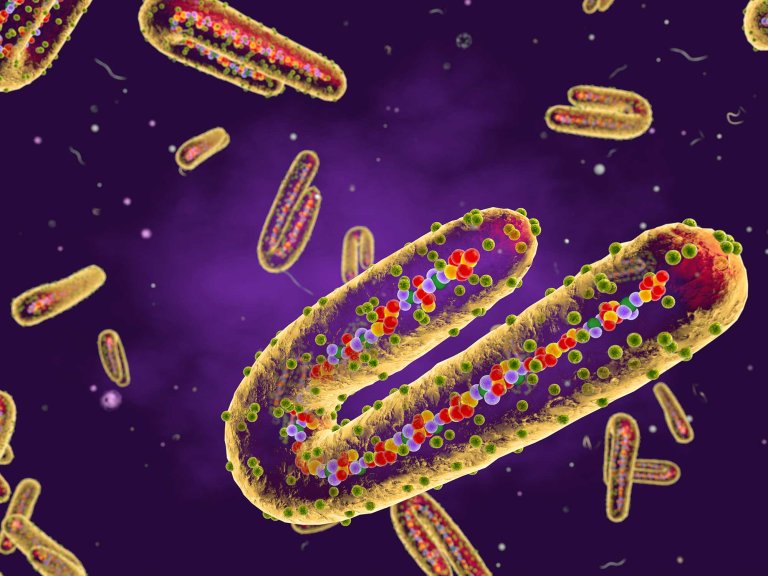 particles of Marburg virus