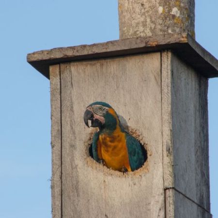 Photo inspiration: Enhancing Bird Cages For Blue Throated Macaws Reference: Blue Throated Macaws Are Making A Slow But Hopeful Comeback