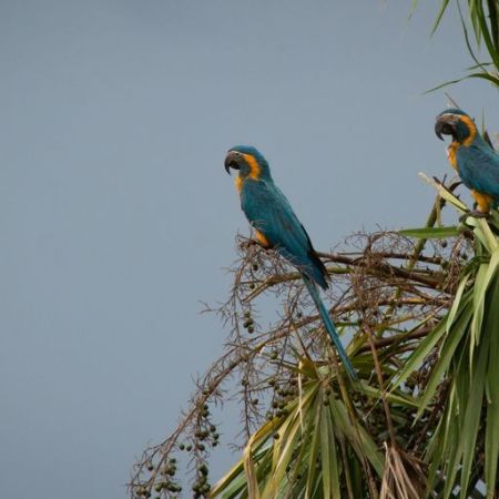 Curated visual reference: Gallery Detail: Blue Throated Macaws Are Making A Slow But Hopeful Comeback