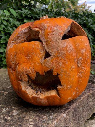 Some fungi are fans of pumpkin spice lattes, too | Popular Science