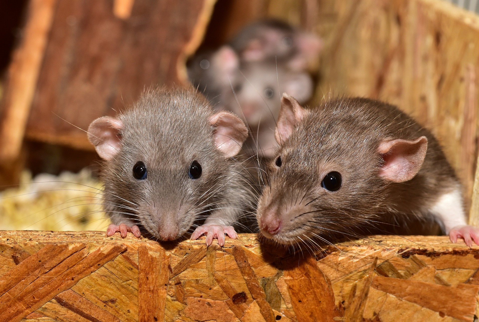 Rats can’t barf—here’s why | Popular Science