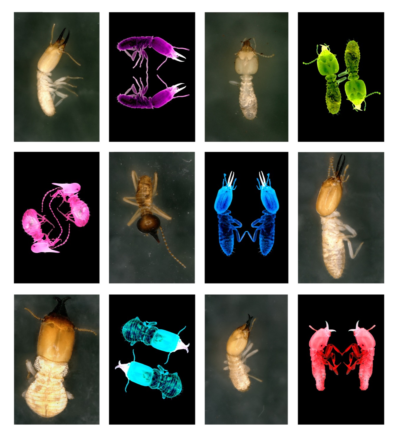 Termites work through wood faster when it's hotter | Popular Science