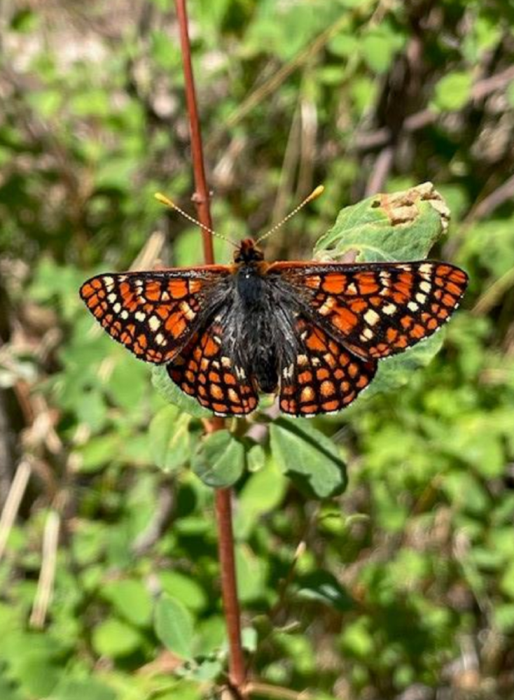 Rare Sacramento Mountain checkerspot butterfly sitting on plant with wings outstretched