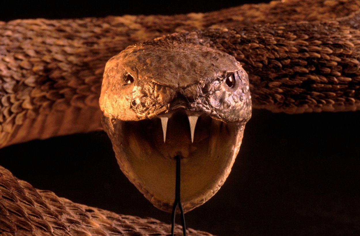 Scientists study the spooky physics of fangs | Popular Science