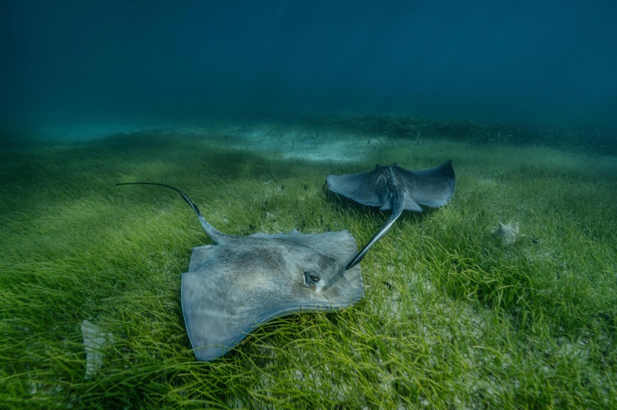 Sharks helped scientists map vast seagrass meadow | Popular Science