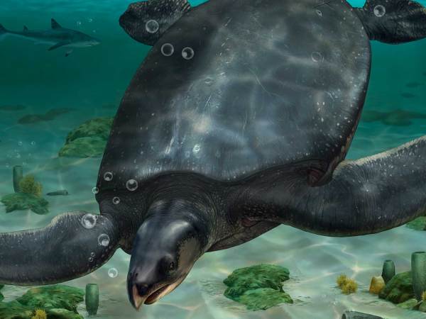 Gigantic fossils hint at super-sized 7,000-pound sea turtle
