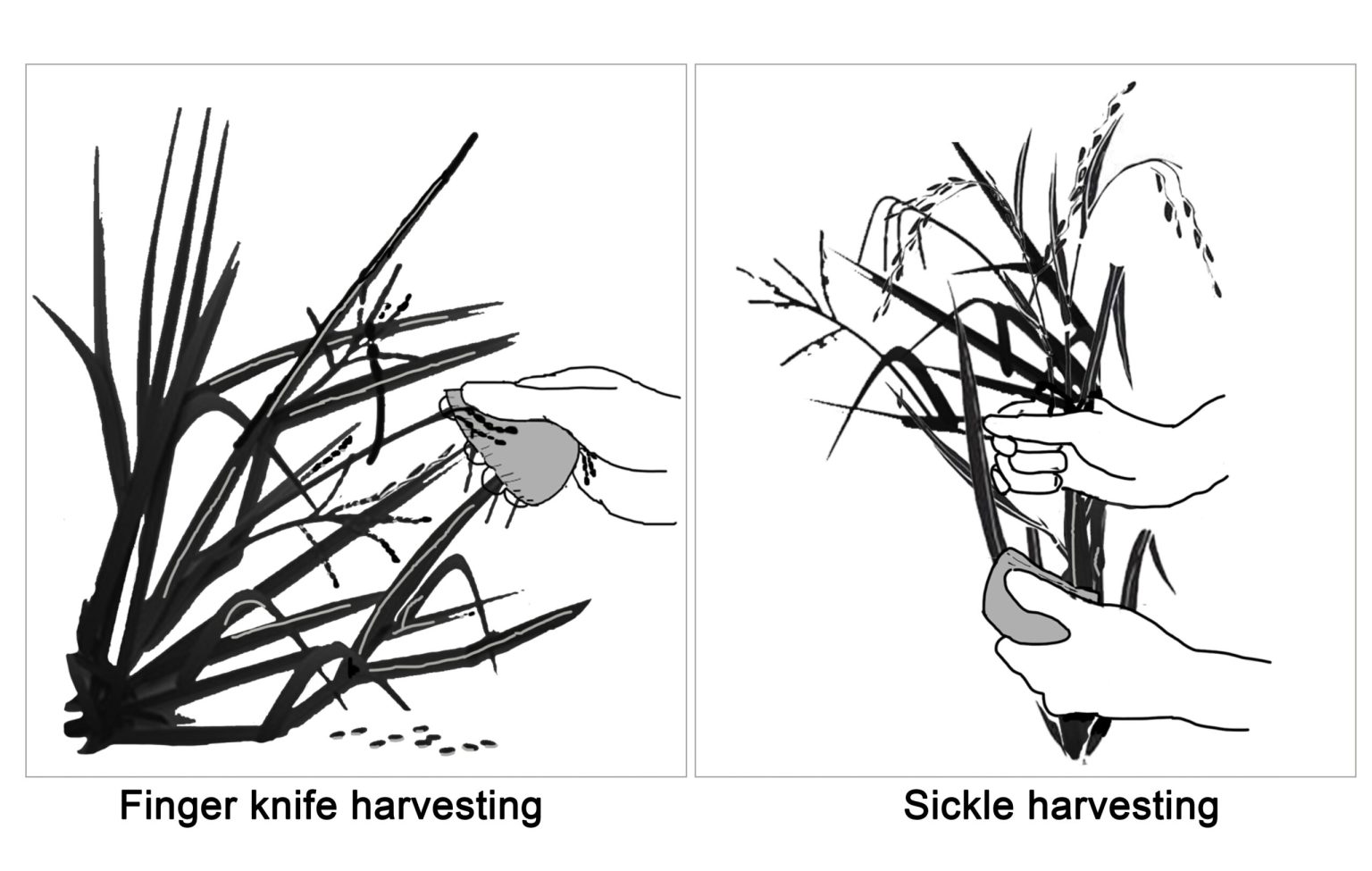 Scientists find earliest evidence of rice harvesting | Popular Science