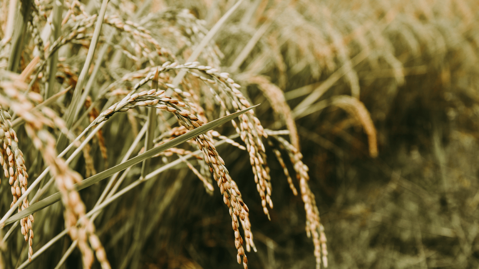 When Was Rice Invented Scientists find earliest evidence of rice harvesting | Popular Science