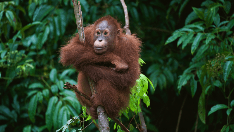 Why do humans talk? Tree-dwelling orangutans might hold the answer.