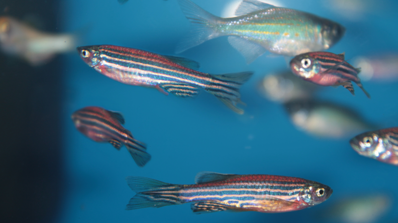 A primitive part of the zebrafish brain helps them find their way home