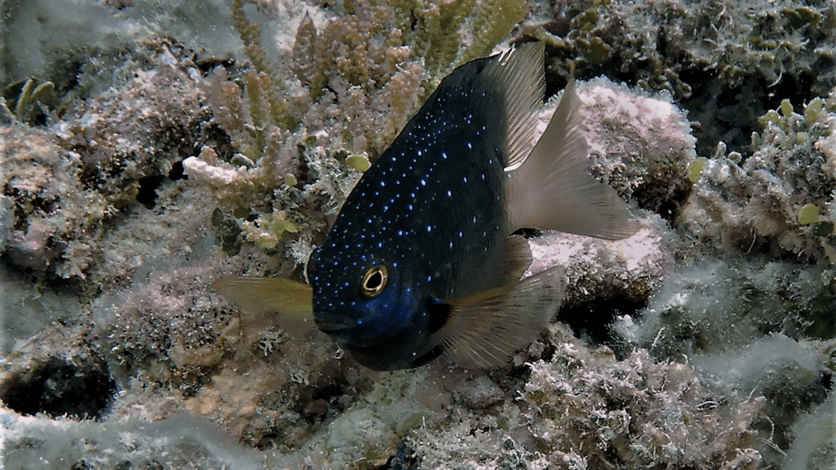 Reef fish are giving way to invading rats | Popular Science