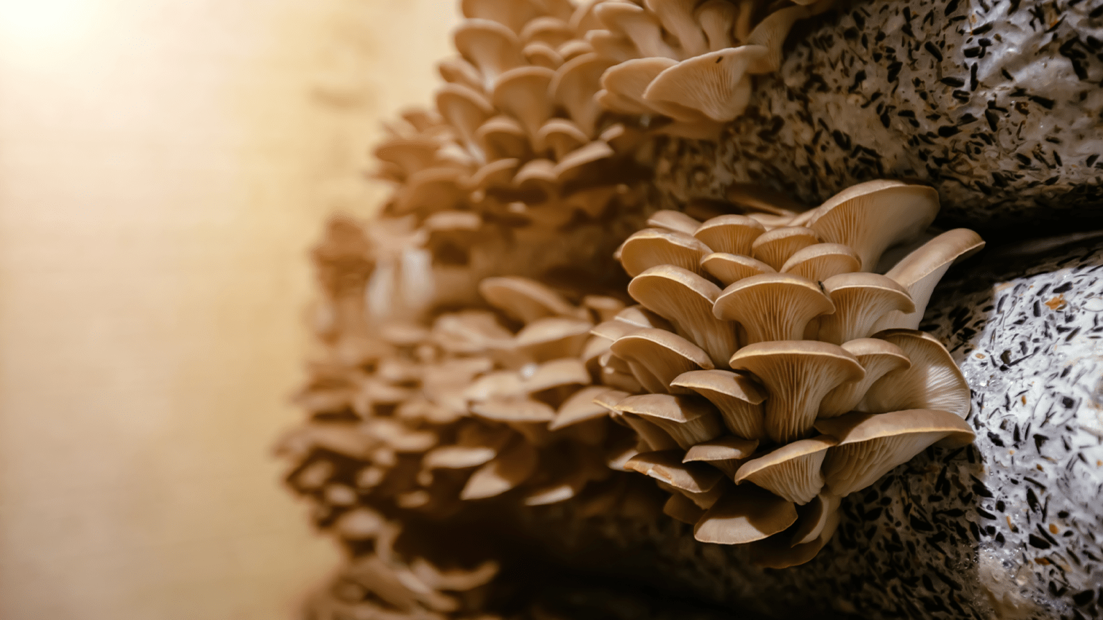 Oyster mushrooms use nerve gas to kill worms Popular Science