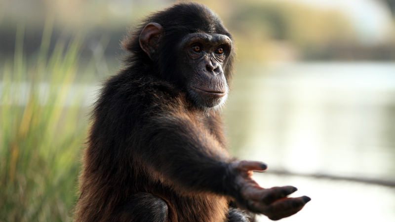 Adolescent chimpanzees might be less impulsive than human teens