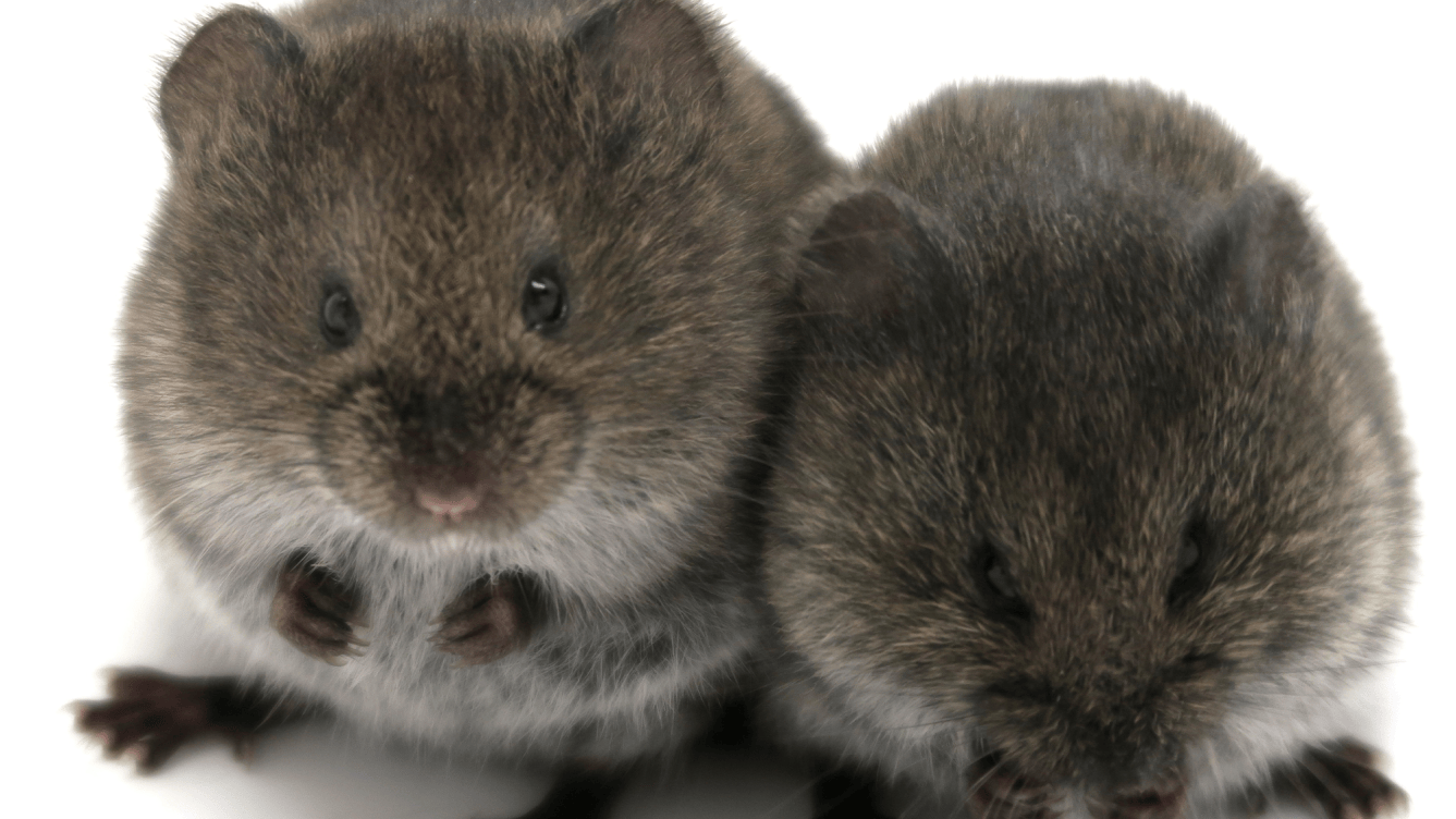 Prairie Rats Prairie voles inspire love without oxytocin | Popular Science