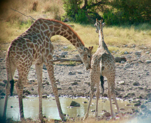 Giraffe sex relies on pee | Popular Science