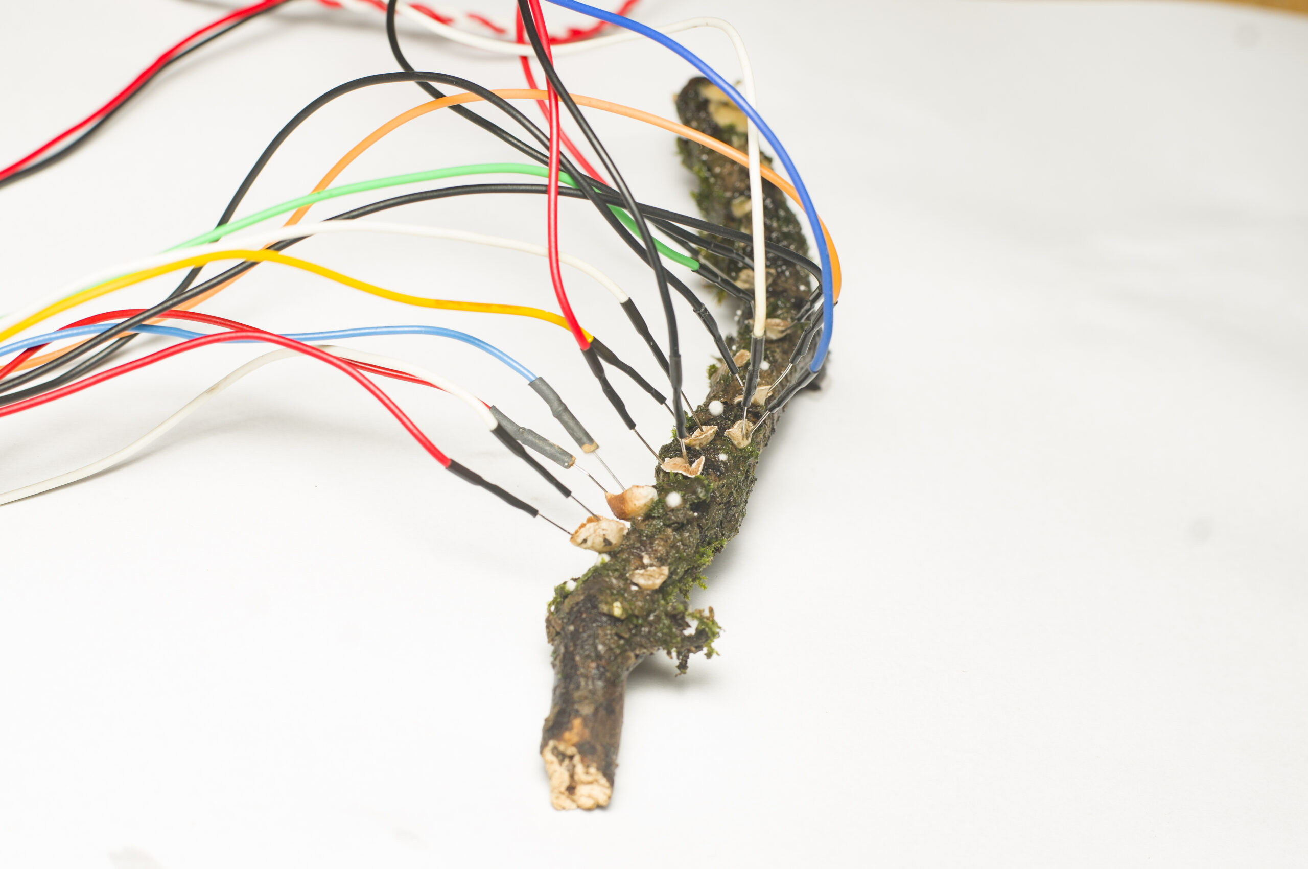 electrodes hooked up to mushrooms