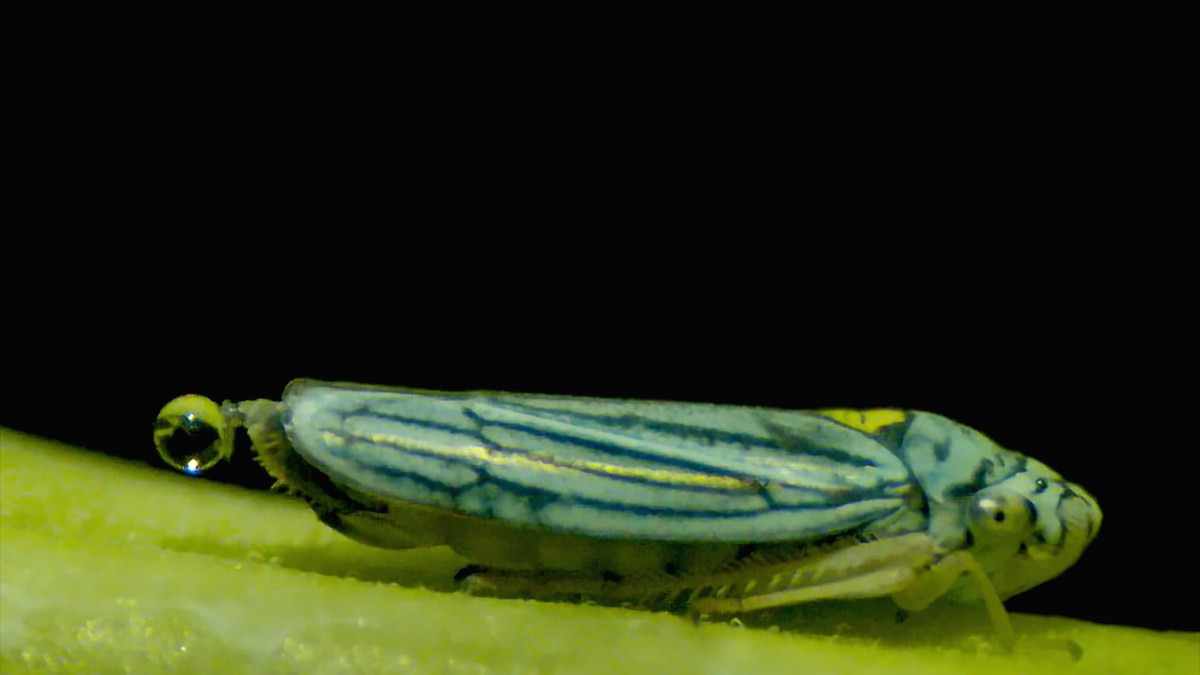 These bugs use superpropulsion to release pee | Popular Science