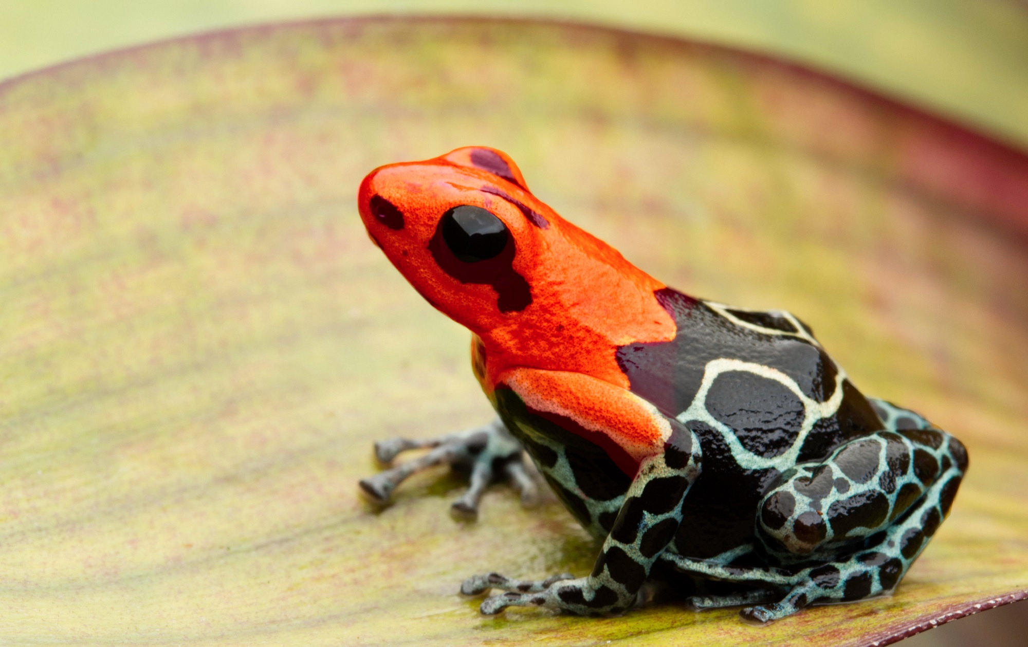 How poisonous animals evolved bright warning colors Popular Science