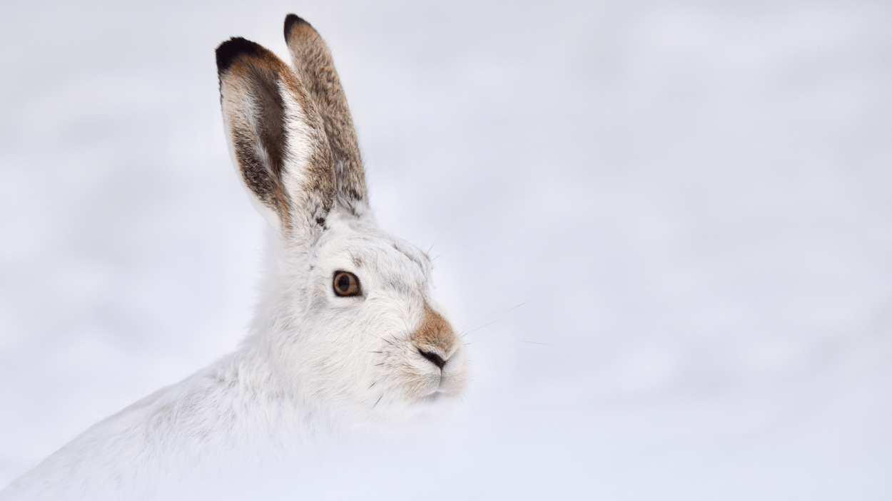 Chromascope Color Jack Rabbit Decoding genetic secrets of the white-tailed jack rabbit | Popular Science