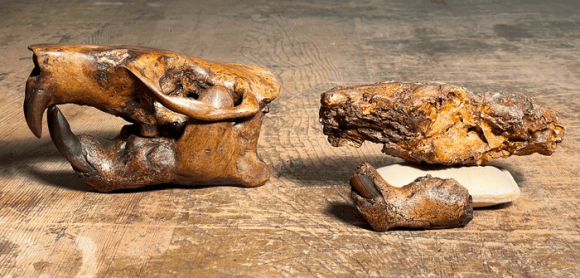 An ancient Texan beaver was named after Buc-ee's | Popular Science
