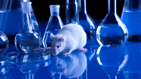 Mice played video games in the name of neuroscience | Popular Science