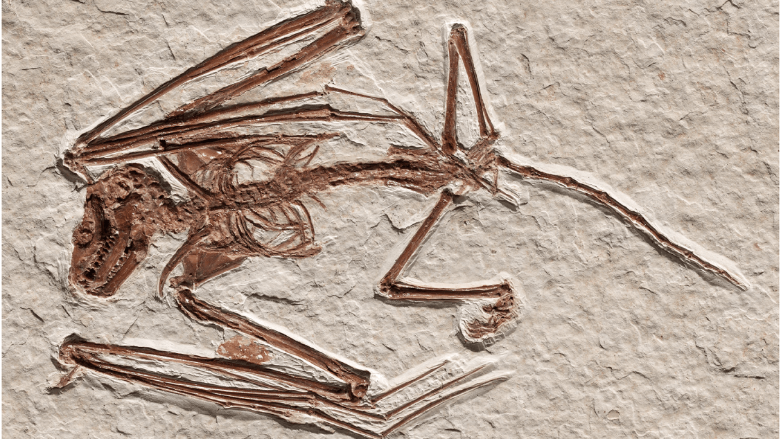 Oldest bat skeletons ever found are in Wyoming | Popular Science