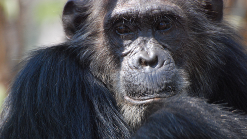 Nice chimps finish last—so why aren’t all of them mean?