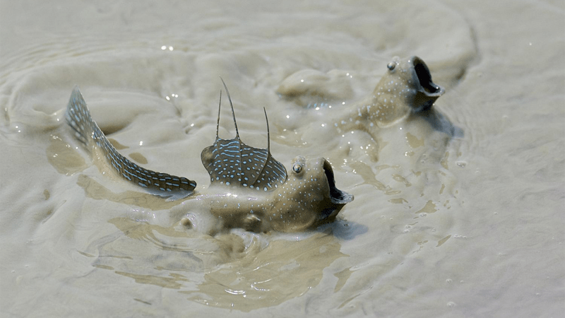 Mudskippers blink—and that’s a huge evolutionary clue