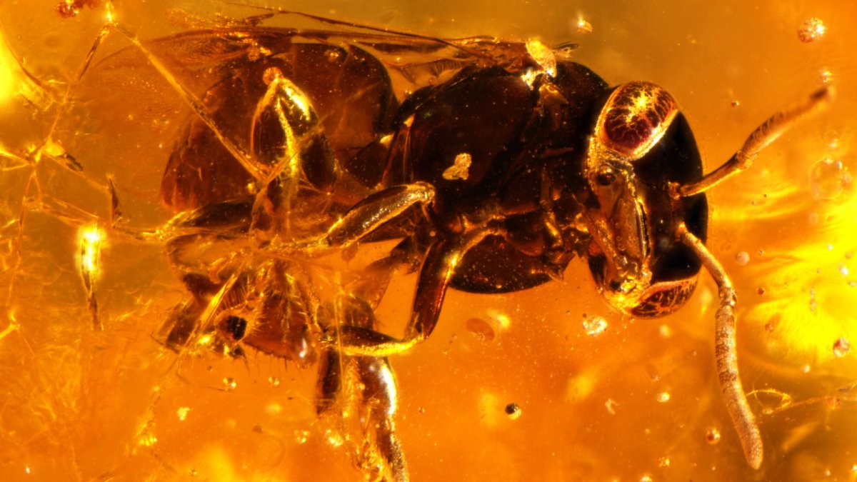 Visual Reference: Newly Found Species Are Often Already Extinct