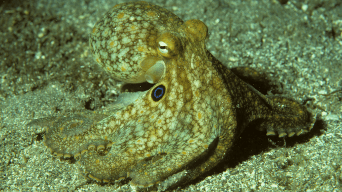 Octopuses rewire their brains to adapt to climate | Popular Science