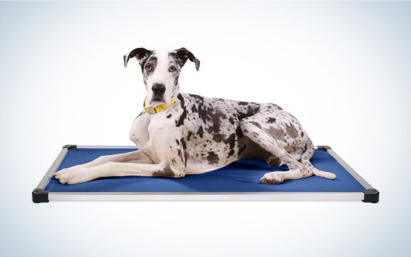 Ballistic K9 dog bed for large dogs