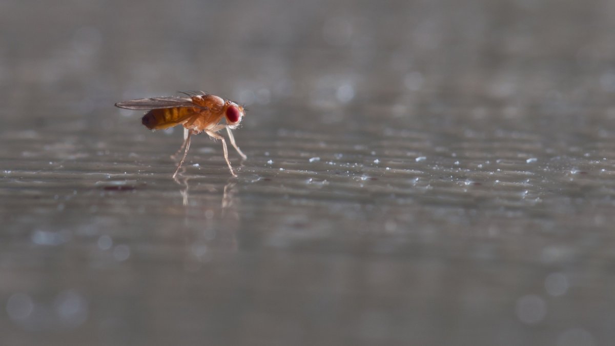 Seeing a corpse makes fruit flies age faster | Popular Science