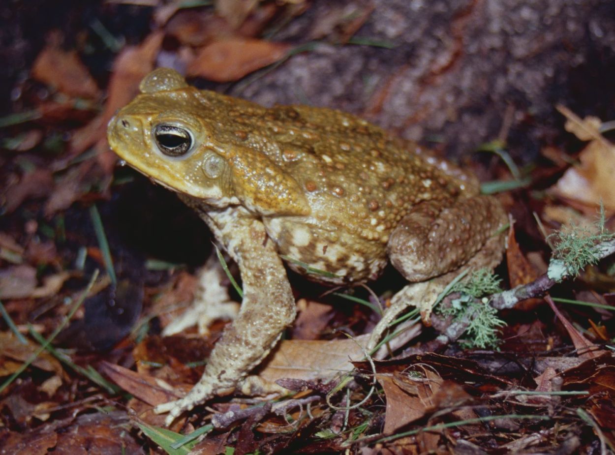 Frog photos of 7 North American species | Popular Science