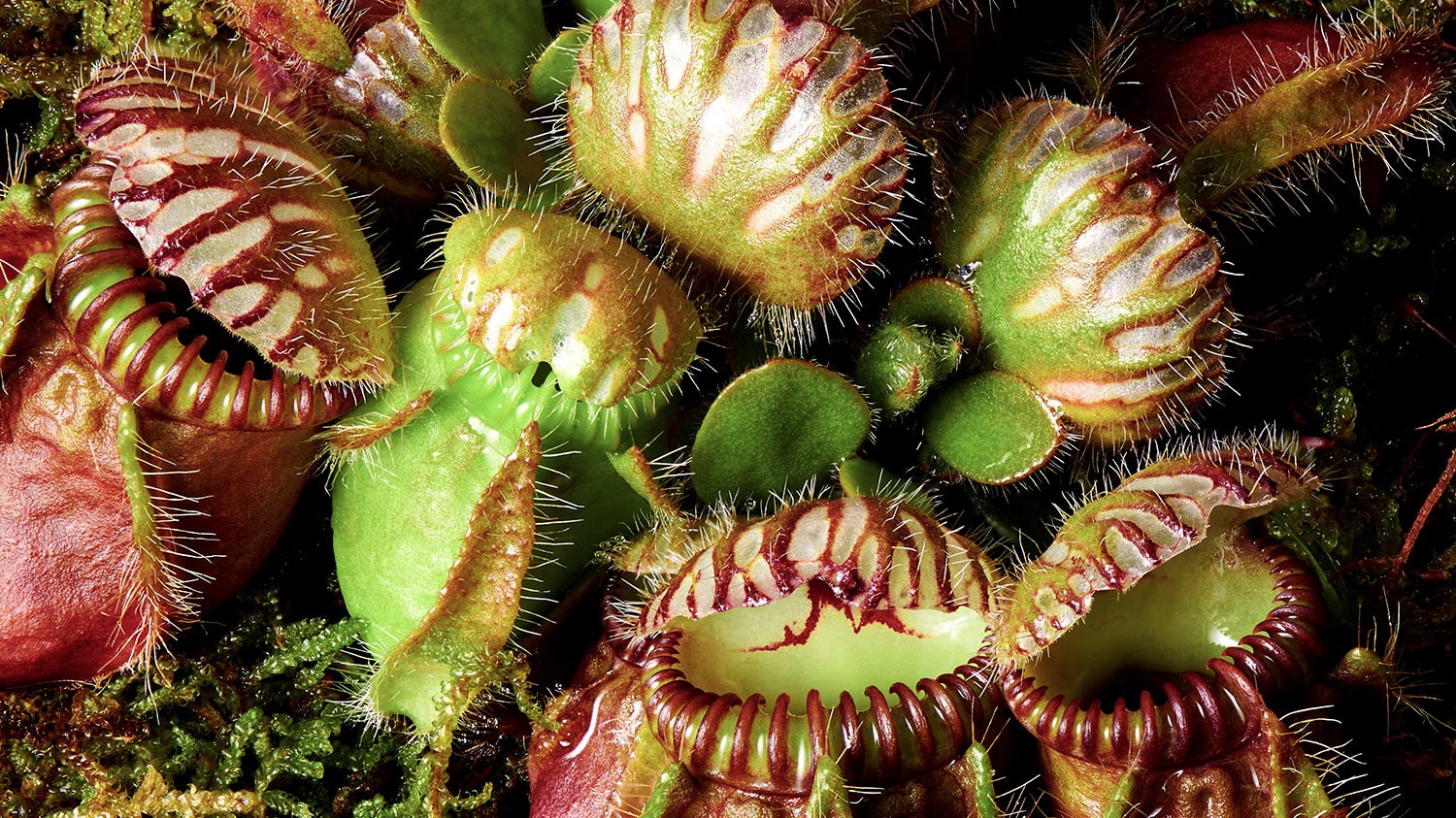 13 photos of a carnivorous plant collection | Popular Science