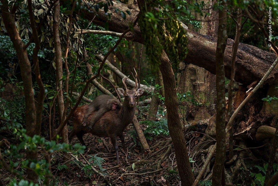 Gallery: Wildlife Photographer of the Year 2023 Highly Commended ...