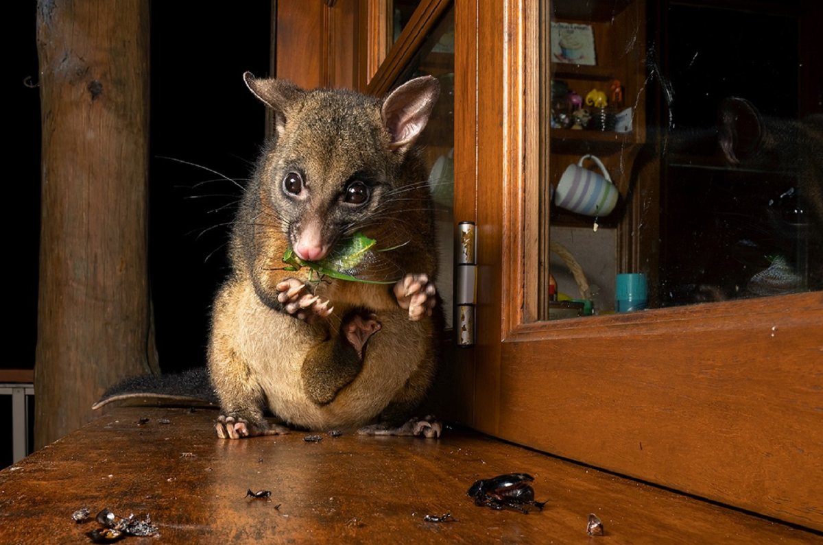 Gallery: Wildlife Photographer of the Year 2023 Highly Commended ...