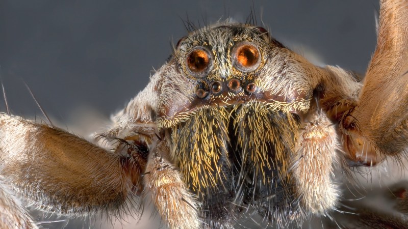 All-knowing toilets and taste-testing rocks amongst 2023 Ig Nobel winners