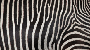 Zebra Lining Science Sperm cells may recreate one of nature's elusive patterns | Popular Science
