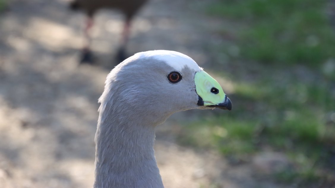 Greylag geese have distinct faces. This software can tell them apart ...