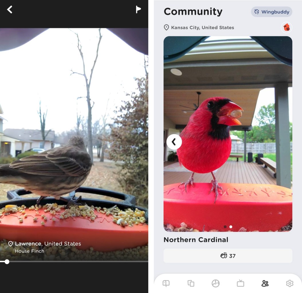 Bird Buddy Smart Bird Feeder review: A camera that's not just for the ...