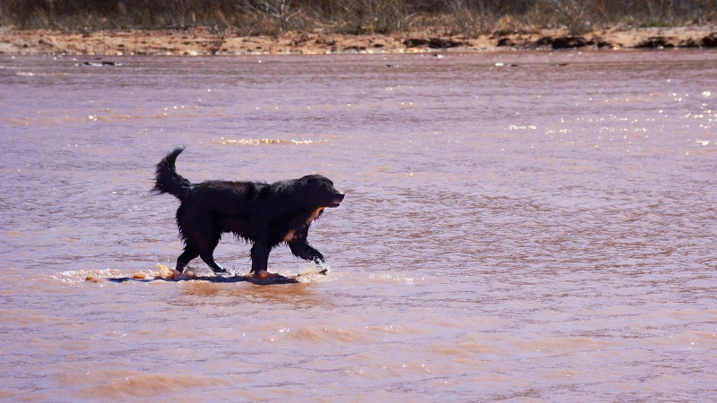 In the spirit of survival: How Indigenous protectors are saving rez ...