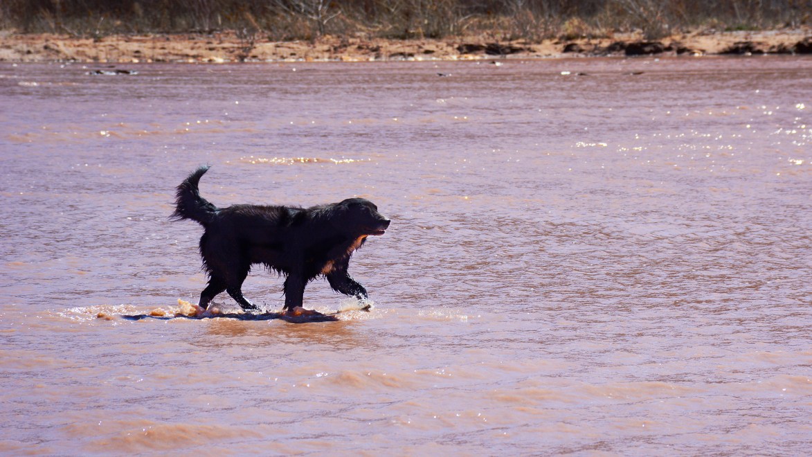 In the spirit of survival: How Indigenous protectors are saving rez ...