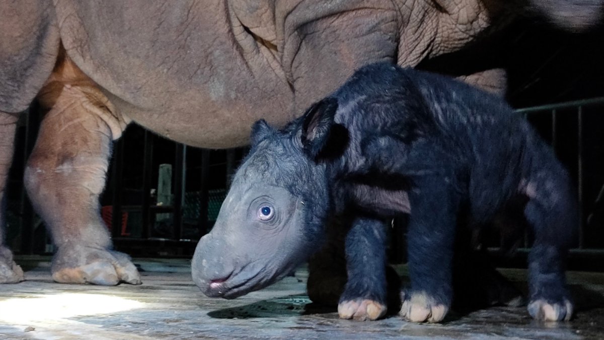 A critically endangered Sumatran rhino named Delilah welcomes first calf | Popular Science