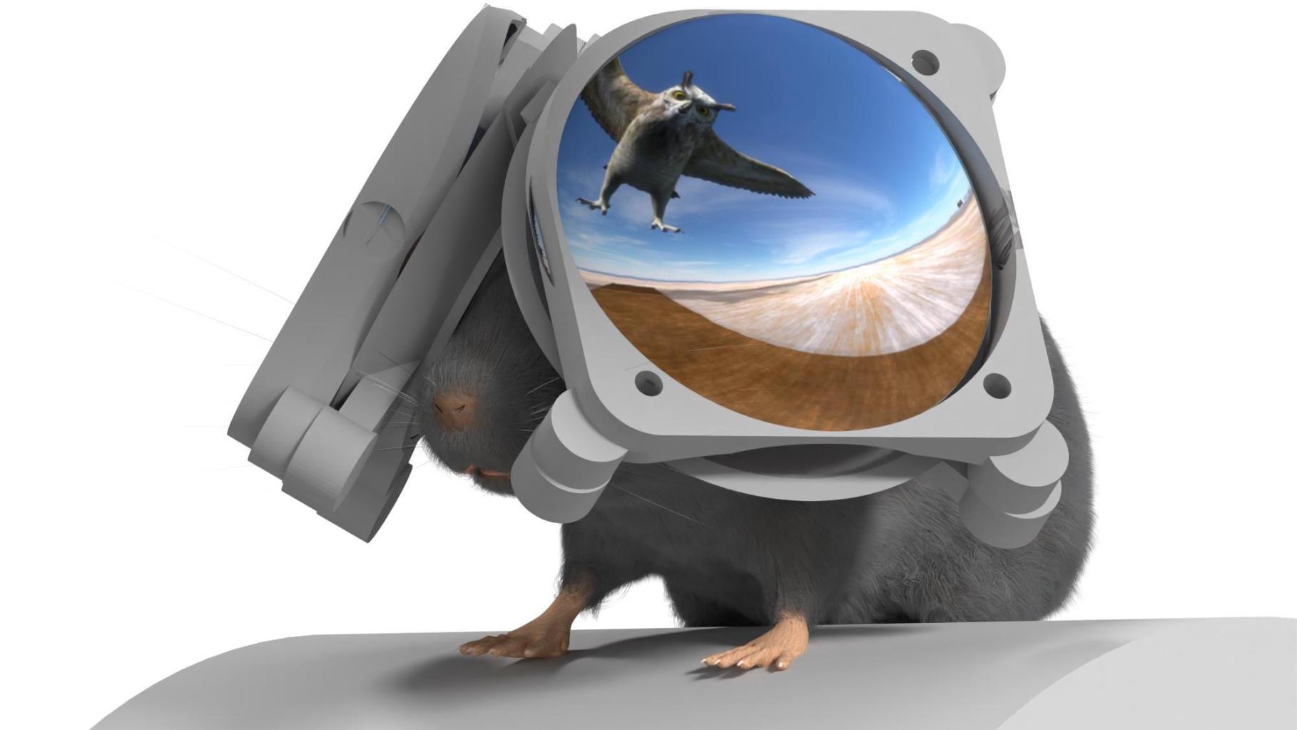 Even lab mice are getting VR headsets now | Popular Science