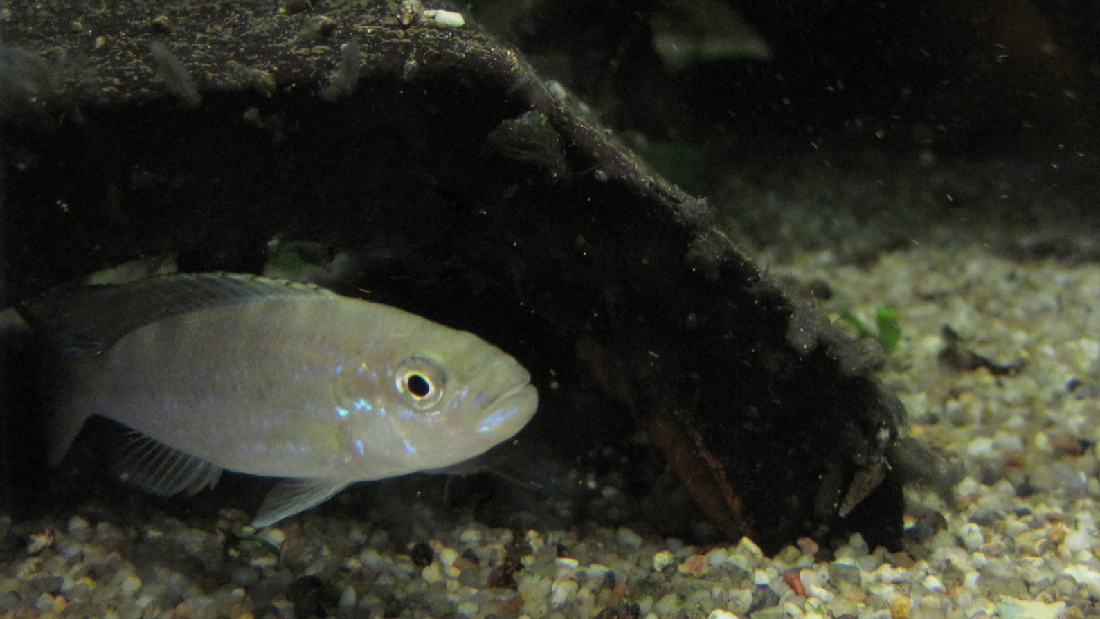 Lessons from Lake Tanganyika’s scale eating fish | Popular Science